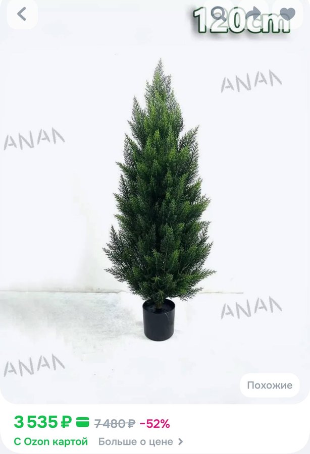 Кипарис декоративный 120см