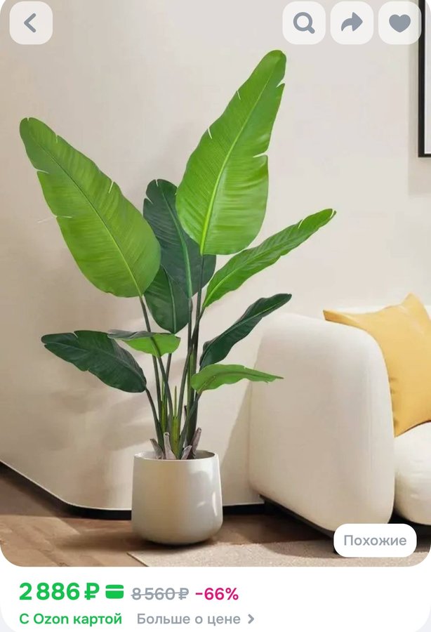 Банан растение 160см